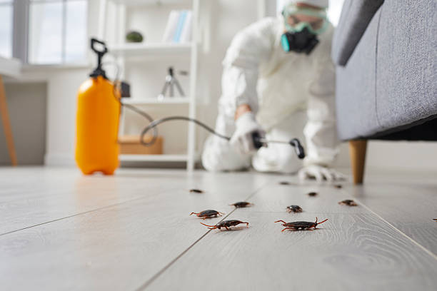 Post-Treatment Bed Bug Interceptor Monitoring in Lordstown